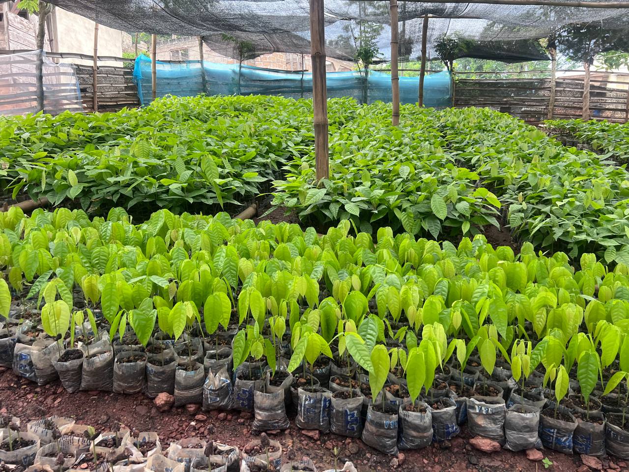 Grow Cocoa Initiative